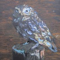Little Owl in Shadow