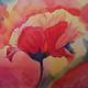 Provence Poppy