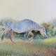 Grey Mare - Morning…