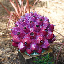 Strawberry Tree Seed Pod