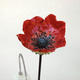 Picardie Poppies detail