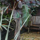 Bottle Brush in the…