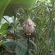 Banana Flower