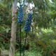 Scarlet Bottle Brush