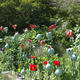 Drift of Poppies