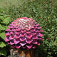 The Bishops Pom Pom