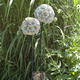 Pincushion Flower