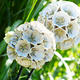 Pincushion Flower