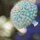 Close up Garlic flower