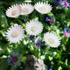 Margueritte sur mer