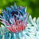 thistle-top