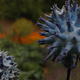 globe thistle detail