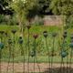 Picardie Poppies