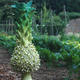 Pineapple Lily