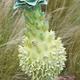 Pineapple Lily