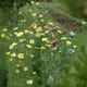 Drift of Picardie Poppies