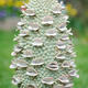 Big Banksia