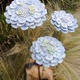 3 Hydrangeas