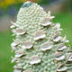 Big Banksia detail