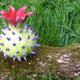 Chestnut Rose Hip