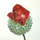 picardie-poppies-detail