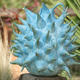 Blue Angel