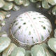 Runuculus detail