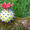 Chestnut Rose Hip