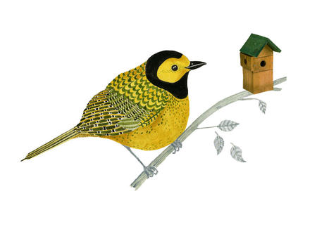 Hooded Warbler