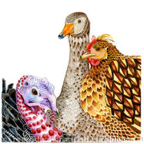 Three Birds