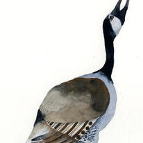 Canadian Goose