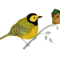 Hooded Warbler