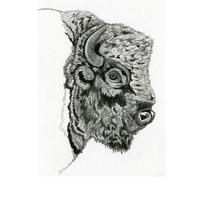 Buffalo 