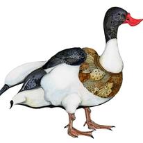 Shelduck