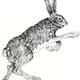 Hare