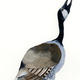 Canadian Goose
