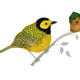 Hooded Warbler