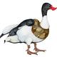 Shelduck