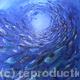 Ocean Spiral