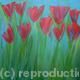 Red Tulips