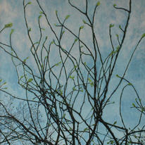First Leaf