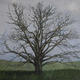 Winter Tree 1 (Oak)