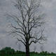 Winter Tree 2 (Ash)
