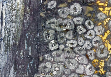 Tide  detail