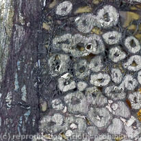 Tide  detail