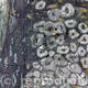 Tide  detail