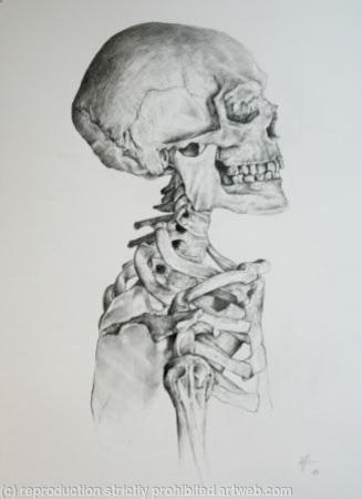 Skeleton Study 2
