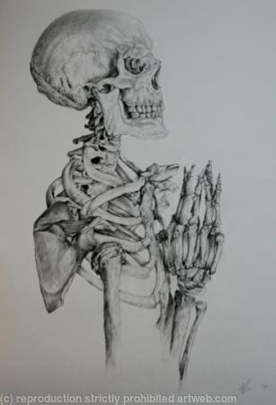 Skeleton Study 5