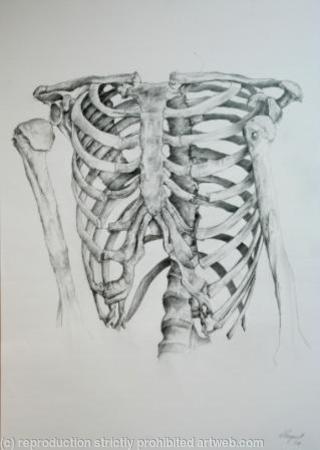 Skeleton Study 4