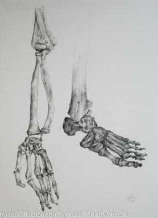 Skeleton Study 3